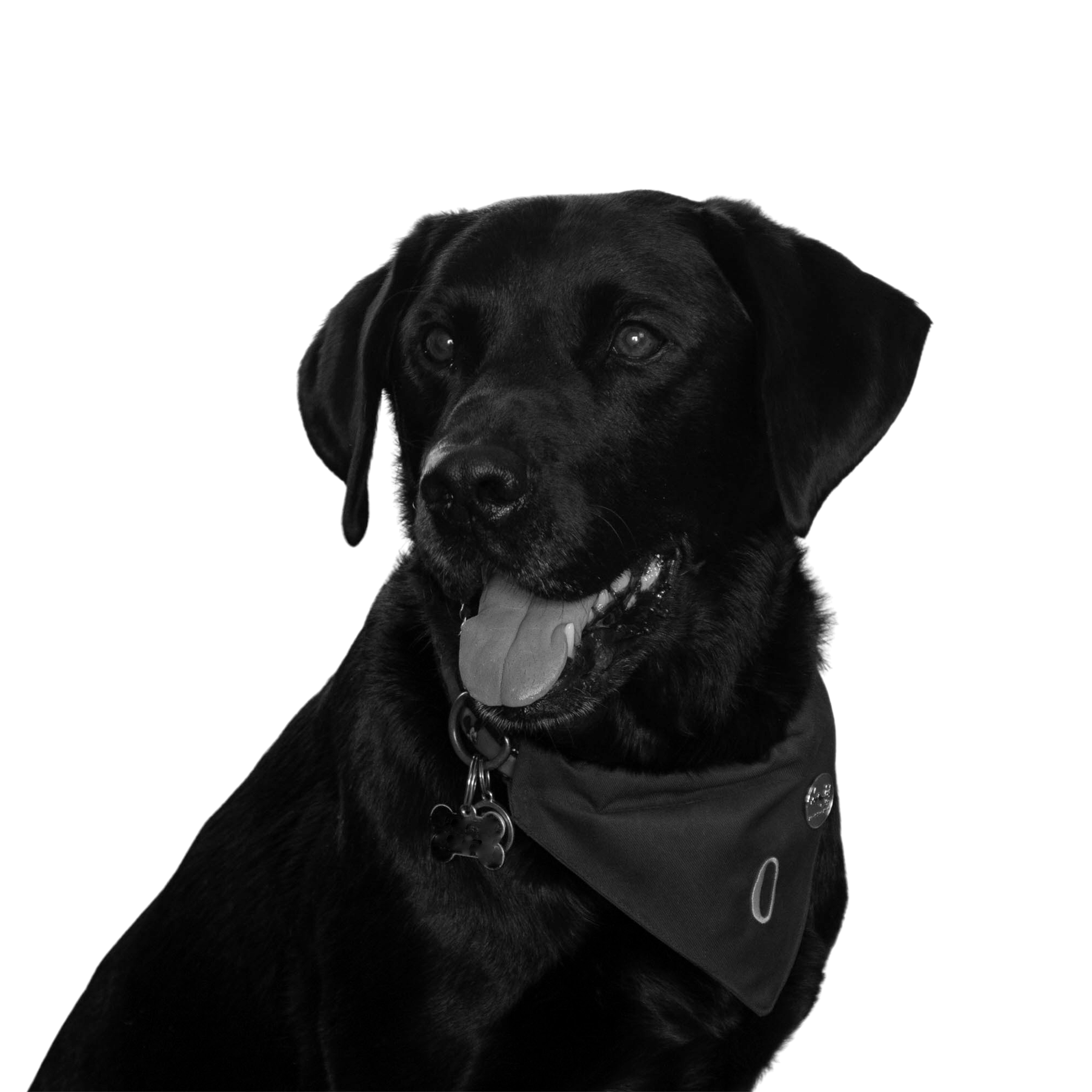 Interruttori Alpaca V2 / Lubrificati E Rivestiti Per Una - Foto 4