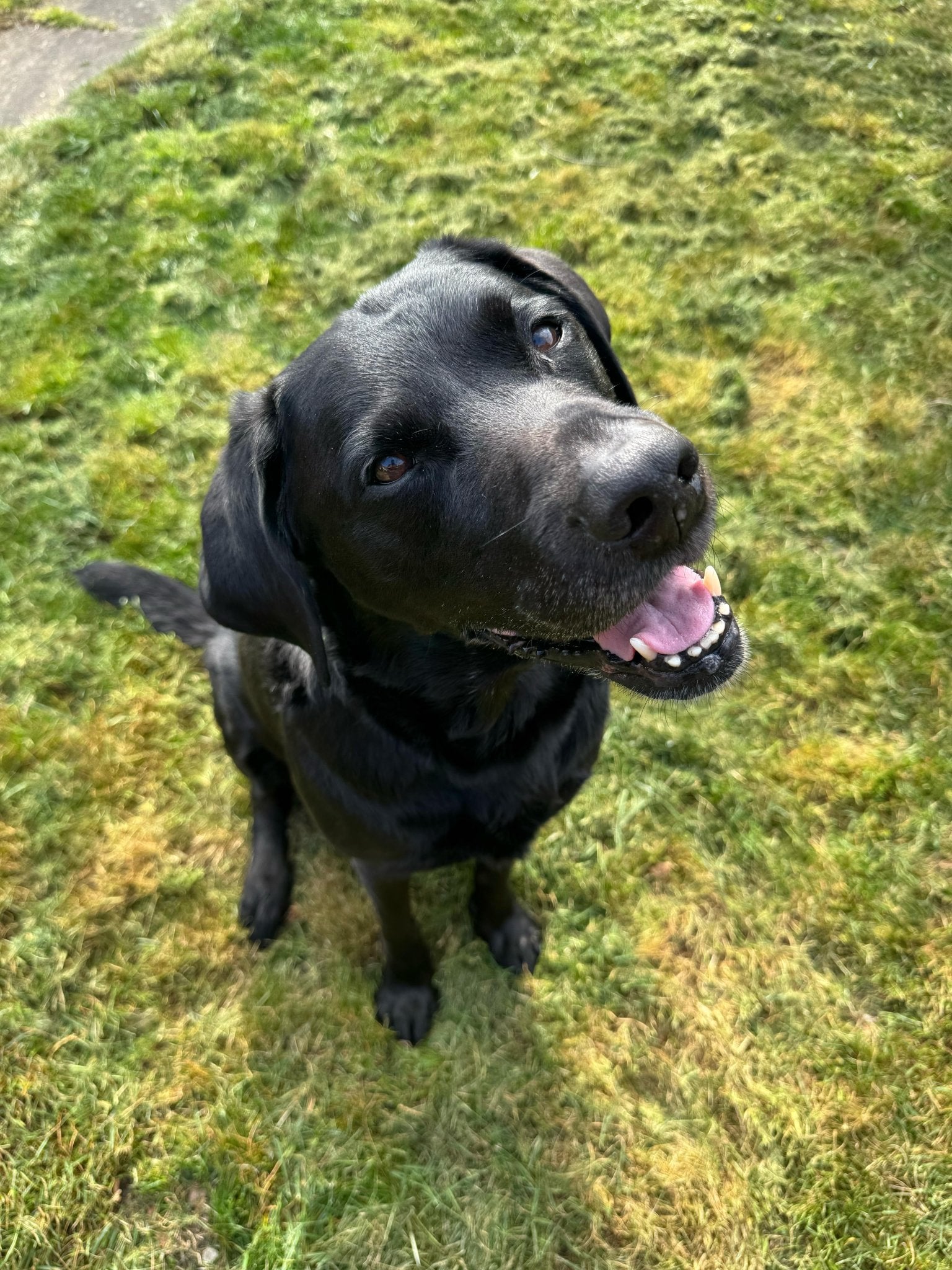 Kit PCBs and Acrylic - Mechboards